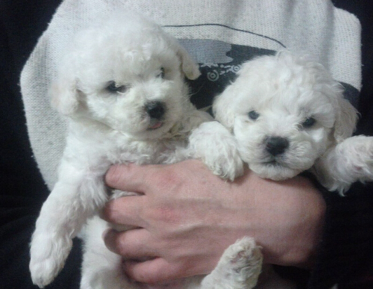 楚雄双柏狗场常年繁殖出售比熊犬