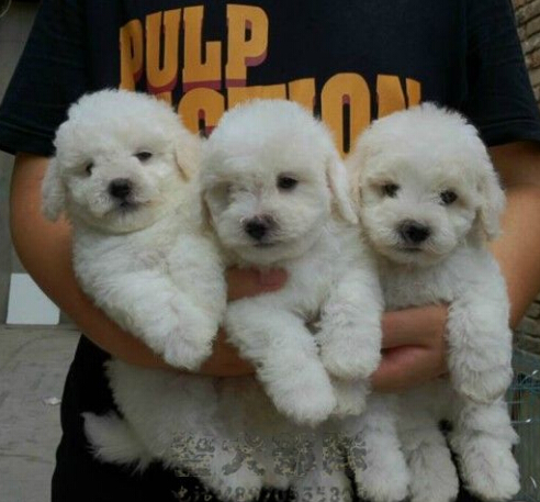 红河州弥勒狗场纯种比熊犬常年出售