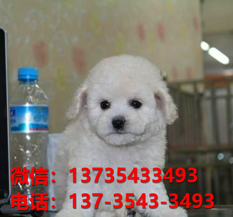 上海宠物狗狗犬舍出售纯种比熊幼犬多少钱领养