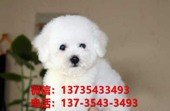 上海浦东宠物狗狗犬舍出售比熊犬多少钱价格卖