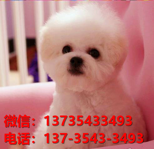 福建厦门宠物狗狗犬舍出售比熊犬多少钱价格卖狗买狗地方在哪领养