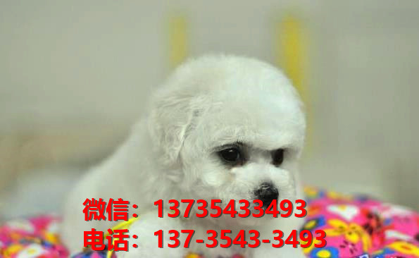 福建厦门宠物狗狗犬舍出售比熊犬多少钱价格卖狗买狗地方在哪领养