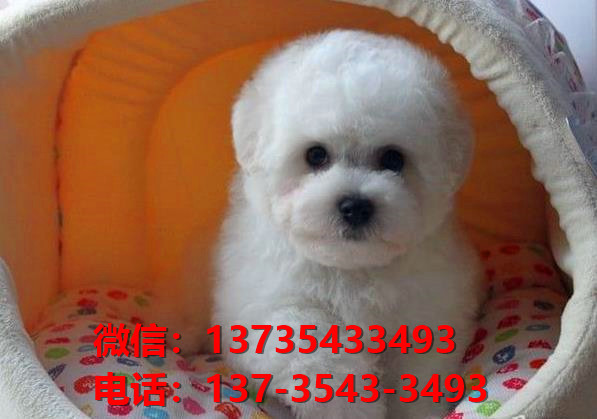 福建厦门宠物狗狗犬舍出售比熊犬多少钱价格卖狗买狗地方在哪领养