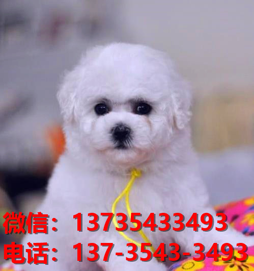 福建厦门宠物狗狗犬舍出售比熊犬多少钱价格卖