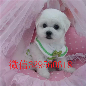  青岛哪里卖比熊 青岛比熊多少钱 法国卷毛比