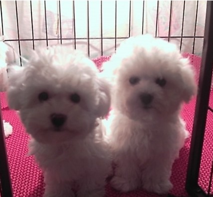 楚雄南华县买狗请进 南华县买比熊请进