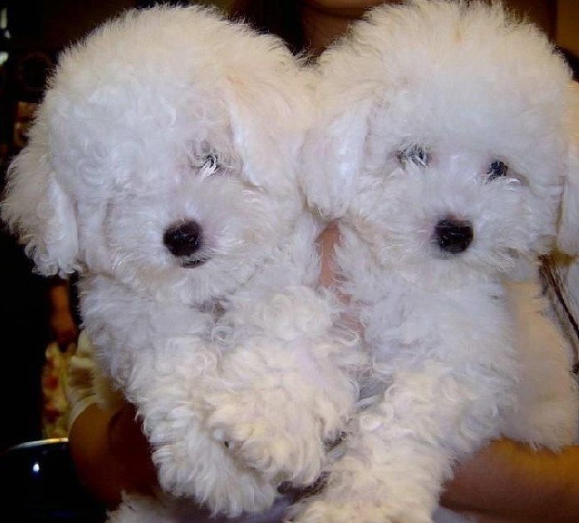 楚雄买比熊 禄丰县买比熊 狗场小比熊出售