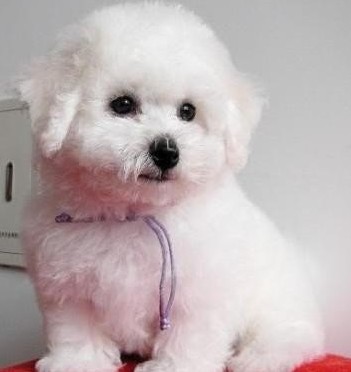 玉溪买比熊 元江县买比熊 狗场小比熊出售