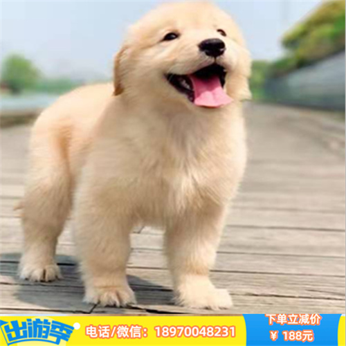 无锡本地繁殖纯种比熊犬 无锡哪里宠物狗便宜