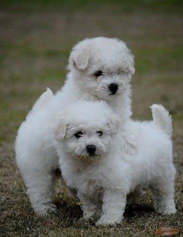 丽江买狗 丽江买比熊请进 永胜县买比熊请进