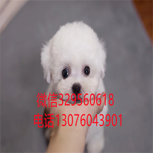 天津比熊犬 天津宠物狗 小体比熊多少钱 茶杯犬
