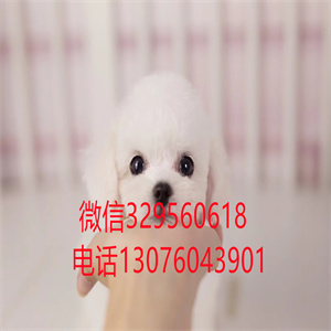 天津比熊犬 天津宠物狗 小体比熊多少钱 茶杯犬