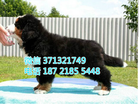 哈尔滨基地直销 伯恩山犬纯种幼犬 可以自取