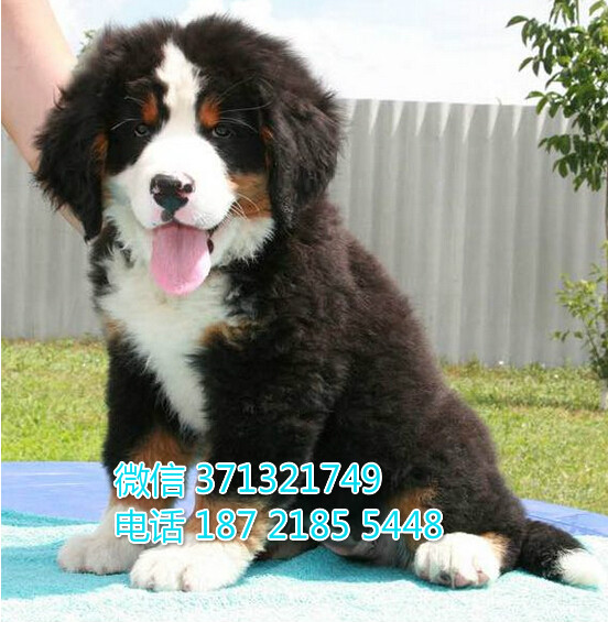 哈尔滨基地直销 伯恩山犬纯种幼犬 可以自取