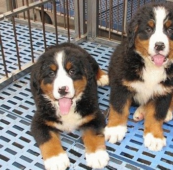 昆明本地纯种伯恩山犬价格昆明狗场出售伯恩山