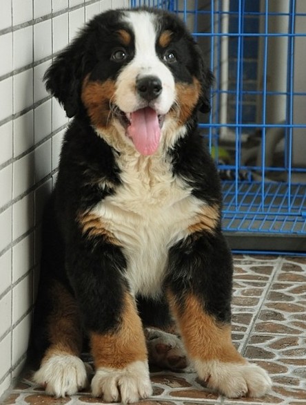 玉溪本地纯种伯恩山犬价格玉溪狗场伯恩山幼犬