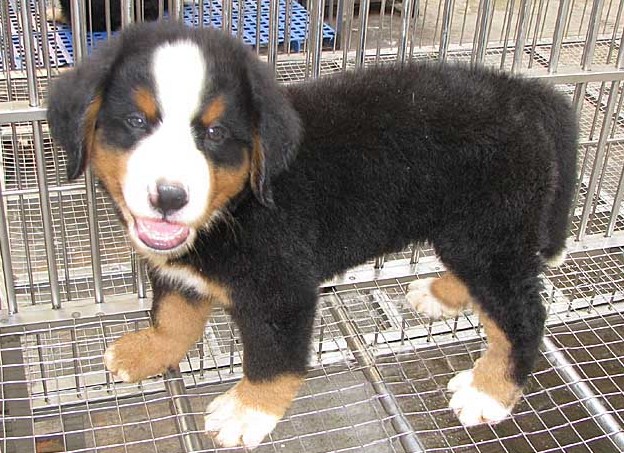 楚雄哪里买卖纯种伯恩山犬楚雄狗场出售伯恩山