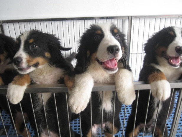 蒙自哪里买卖纯种伯恩山犬蒙自狗场出售伯恩山