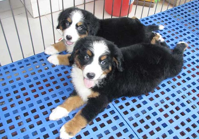 腾冲有伯恩山幼犬卖吗 腾冲哪里买伯恩山小狗