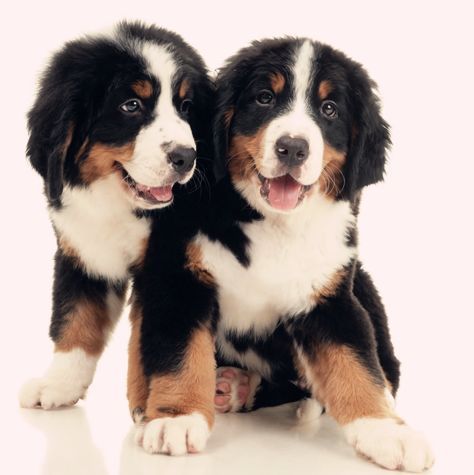 芒市本地出售伯恩山犬小狗德宏地区哪里买卖伯