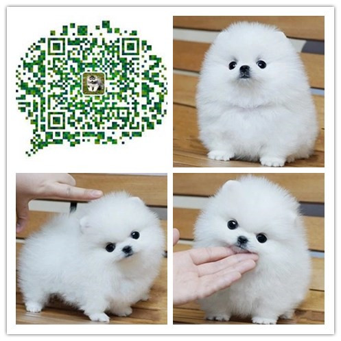 厦门哪里有卖博美幼犬 厦门哪里出售博美犬 厦