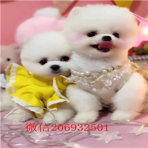 厦门正规犬舍出售哈多利球体博美犬 质量三保