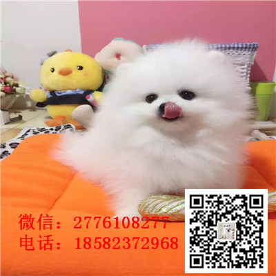 温州哪里有卖纯种小体茶杯博美犬 哈多利球体博美幼犬哪里的好 博美价格