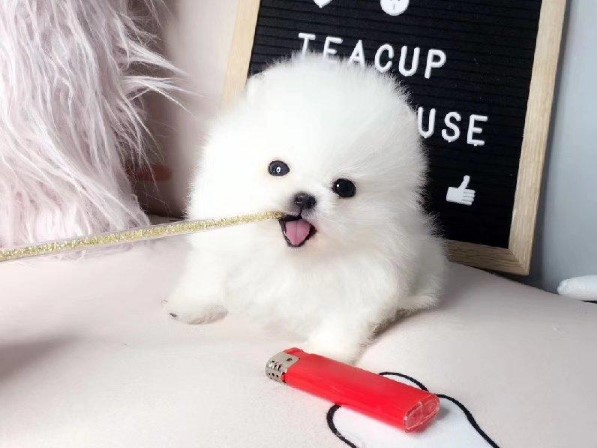 厦门哪里有卖家养博美犬的 厦门哪里有卖健康