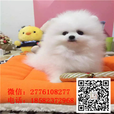 温州哪里有卖纯种小体茶杯博美犬 哈多利球体博美幼犬哪里的好 博美价格