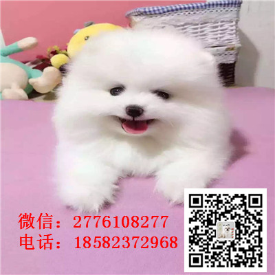 温州哪里有卖纯种小体茶杯博美犬 哈多利球体博美幼犬哪里的好 博美价格