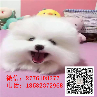 温州哪里有卖纯种小体茶杯博美犬 哈多利球体