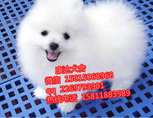 深圳哪里有卖博美 博美多少钱一只 博美好养吗