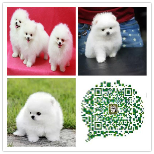 上海有卖纯种博美的吗 上海哪里能买到博美 上