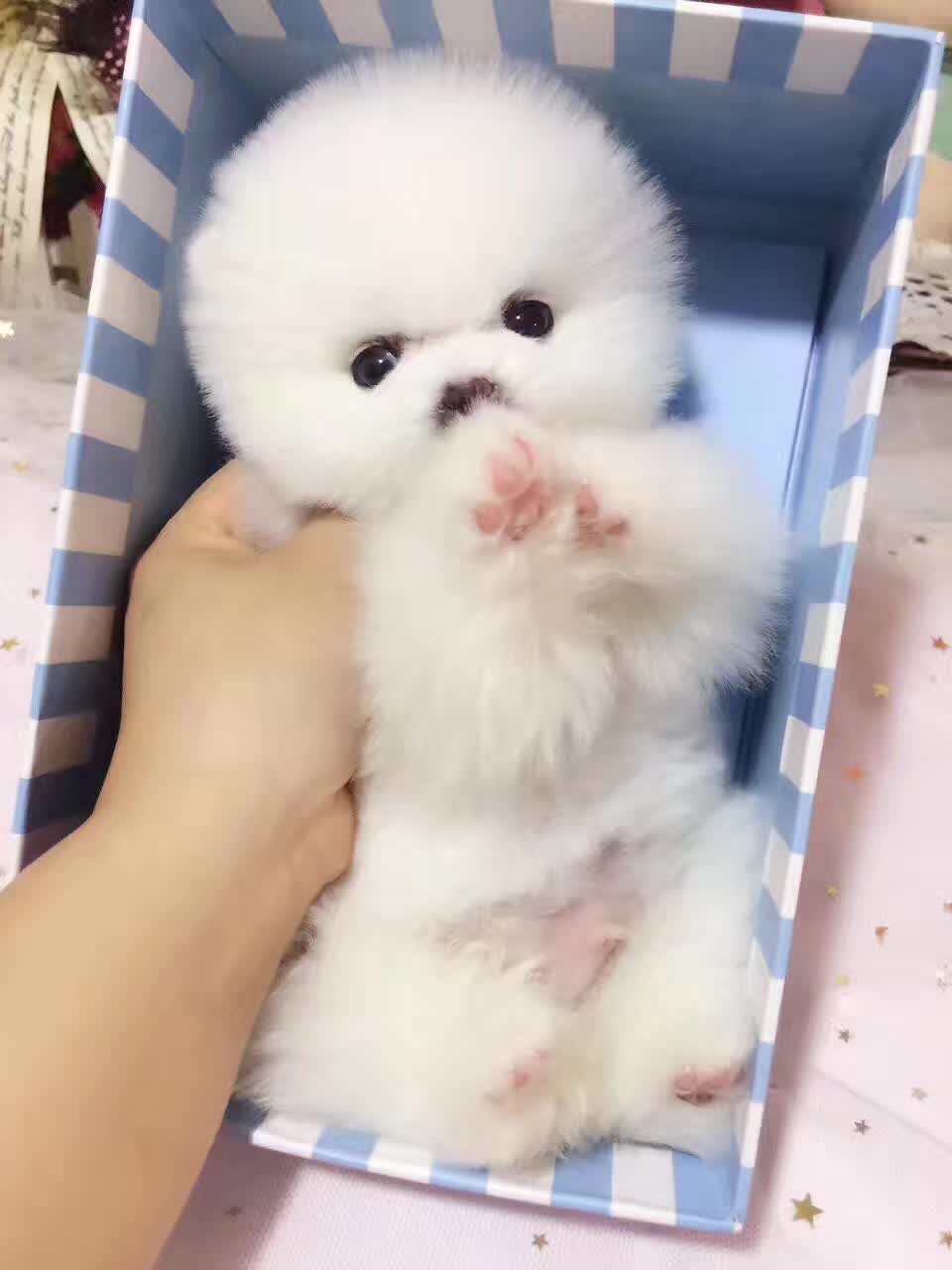 厦门博美多少钱 纯种博美犬出售 小体白色博美