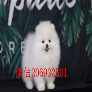 雪球球-u哈多利博美犬 气质一流血统纯正 一看