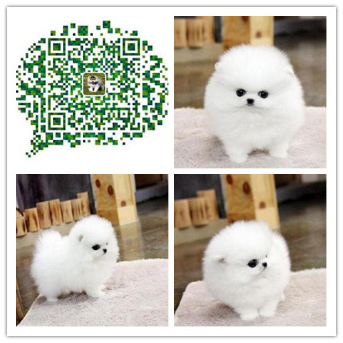 上海哪里出售博美幼犬上海出售博美犬上海卖纯种博美幼犬