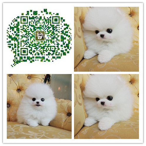 上海出售纯种小体博美 上海纯种哈多利球体博美 上海出售博美价格