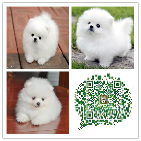 上海出售纯种小体博美 上海纯种哈多利球体博美 上海出售博美价格