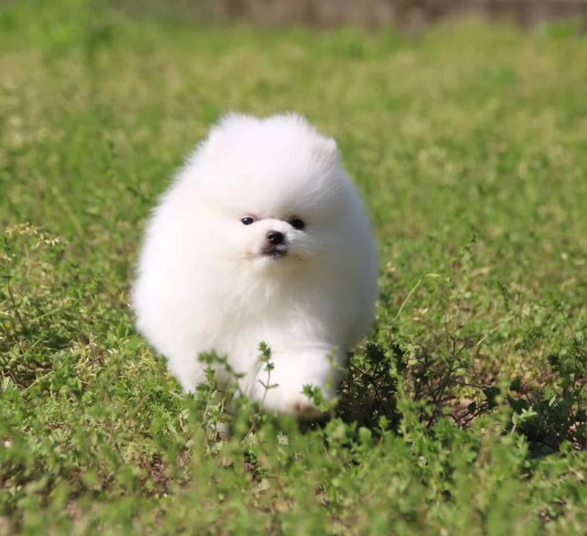 厦门哪里有卖家养博美犬 厦门哪里买家养博美 厦门本地养殖场