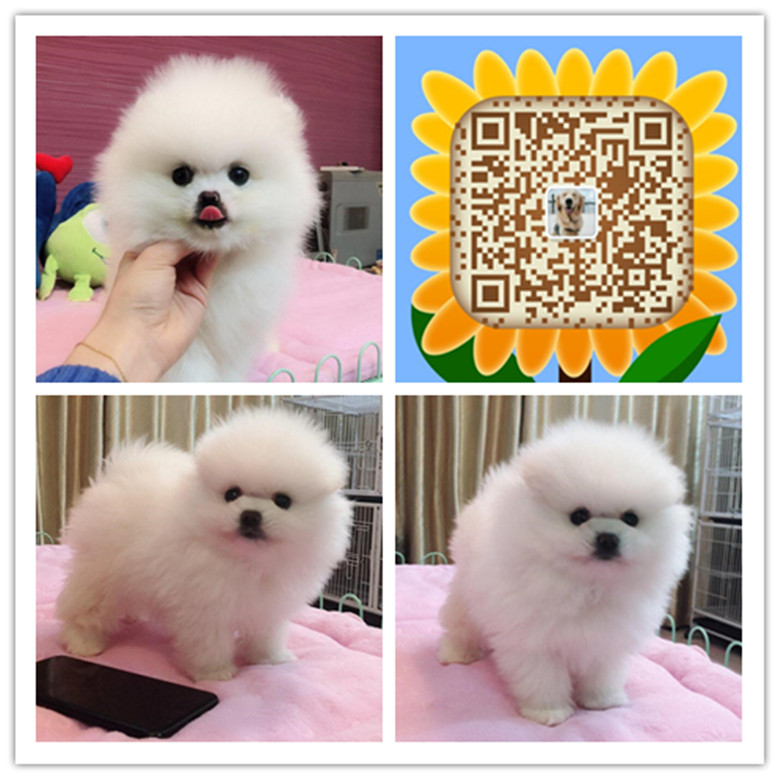 厦门哪里有卖家养博美犬 厦门哪里买家养博美 