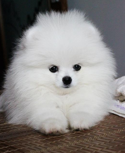 西安哪里有卖博美犬的 西安哪里出售博美狗狗 西安纯种博美价格