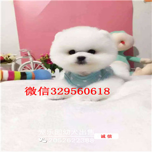 许昌博美哪里能买到纯种健康的 博美哈多利球