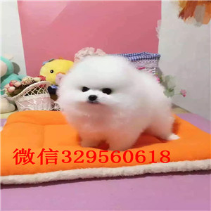 廊坊博美犬多少钱一只  纯种白色博美幼犬出售