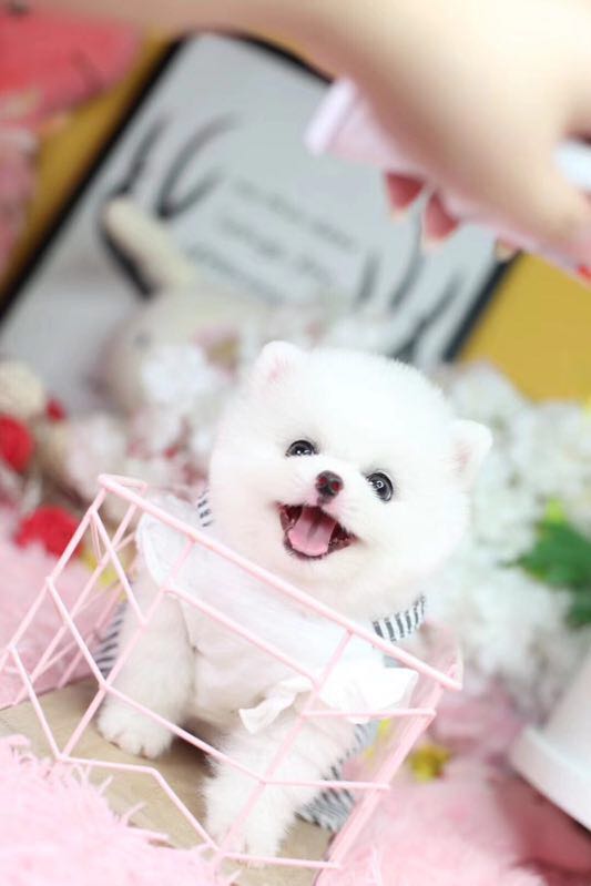 长沙市黄色俊介照片 黄色博美多少钱 长沙市博