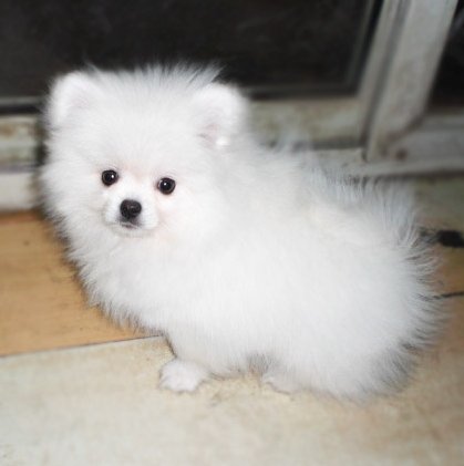 武汉哪里卖的博美比较便宜 武汉哪里能买到便宜博美 武汉博美价钱