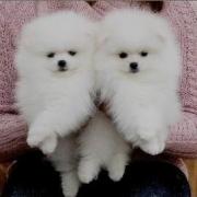 重庆博美多少钱 重庆哪里卖博美幼犬 重庆哪里