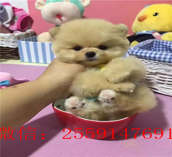 济南哪里有博美出售 济南黄色俊介多少钱 球体