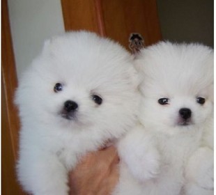 武汉哪里卖的博美比较便宜 武汉哪里能买到便宜博美 武汉博美价钱