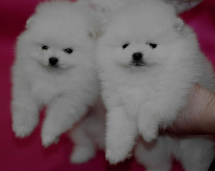 西安哪里有卖博美犬的 西安哪里出售博美狗狗 西安纯种博美价格