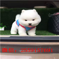 衡阳白色俊介多少钱 衡阳白色球体博美价格 衡阳黄色博美怎么卖的